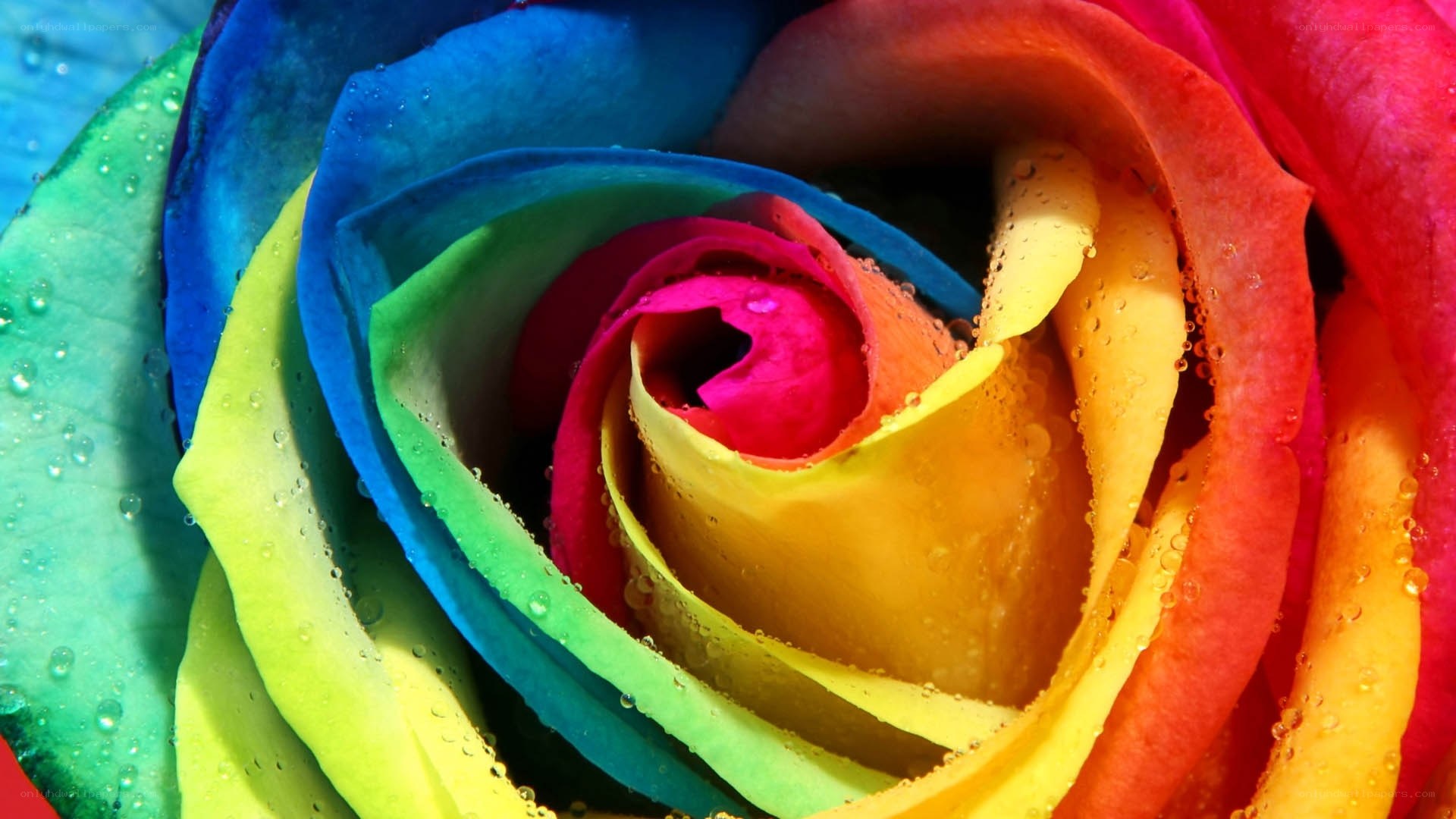 rainbow rose with water droplets