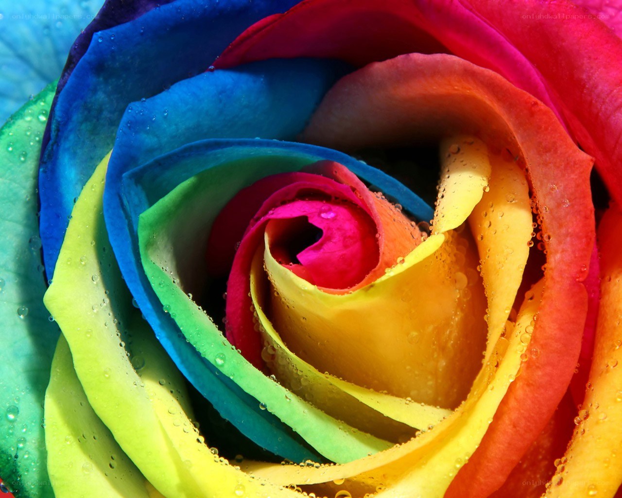 rainbow rose with water droplets
