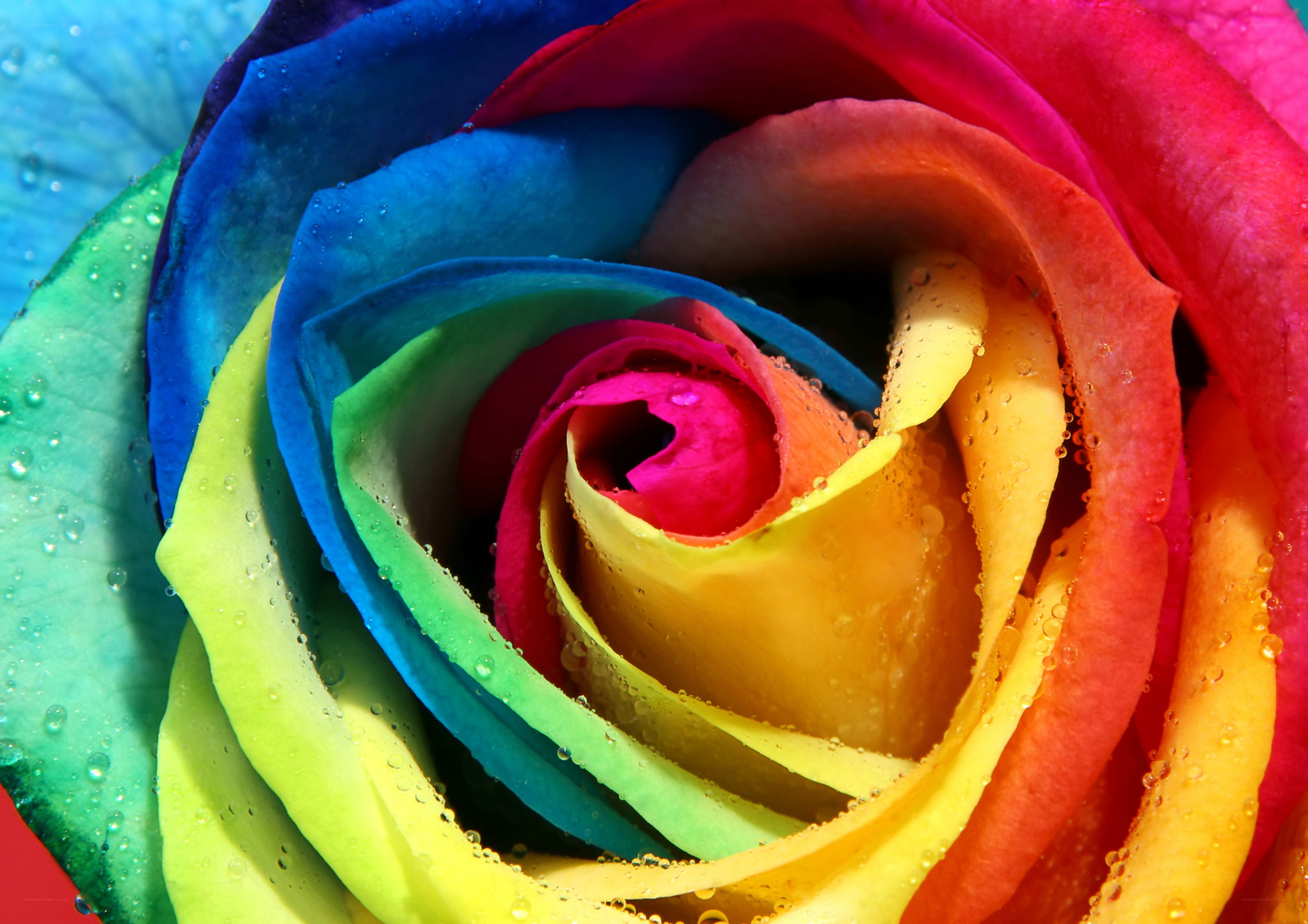 rainbow rose with water droplets