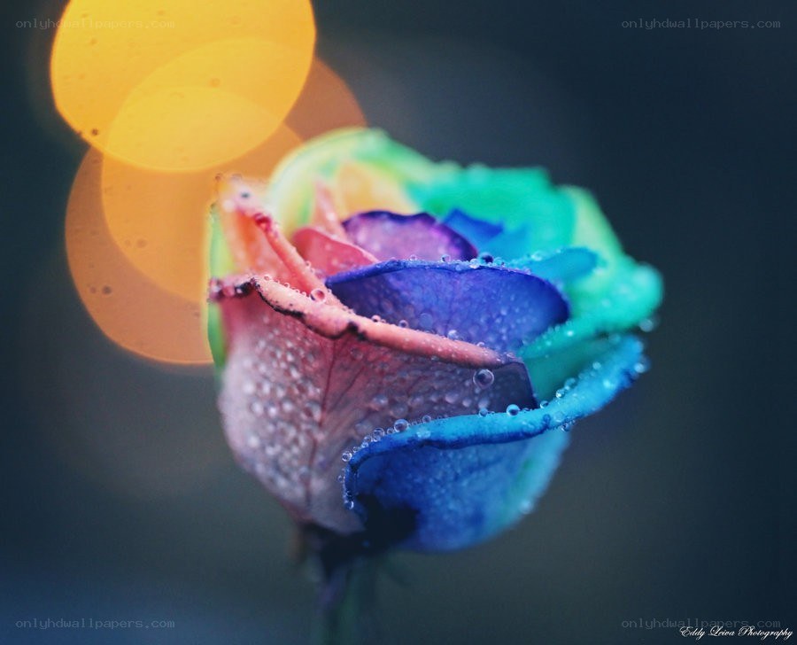 Rainbow rose with water droplets