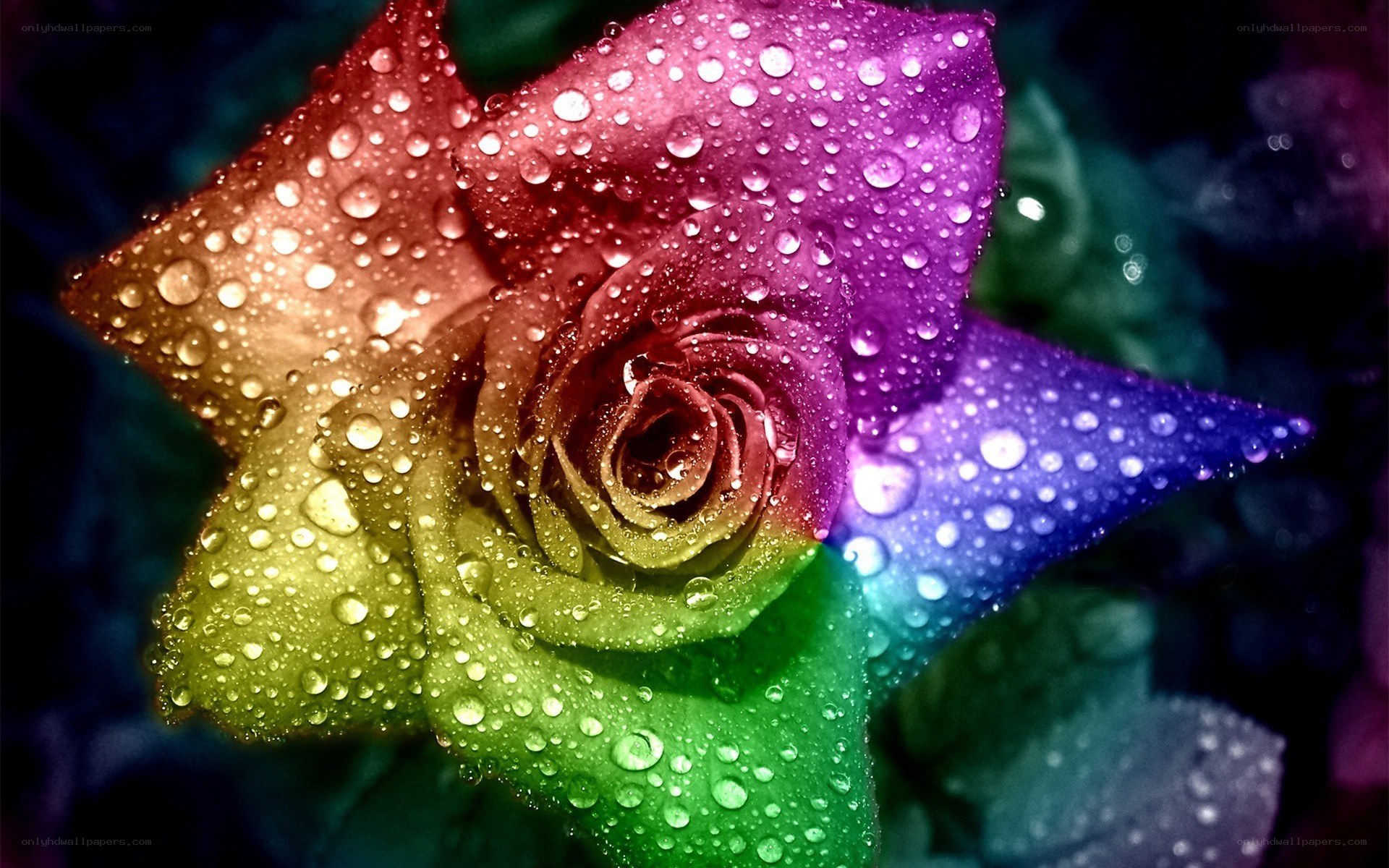 rainbow rose with water droplets