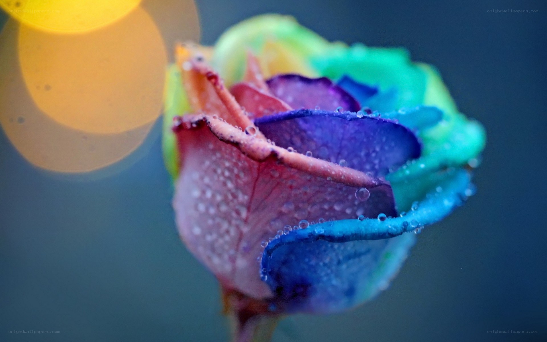 rainbow rose with water droplets