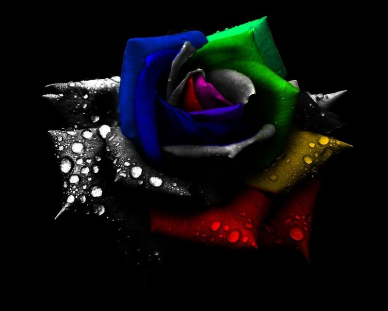 Rainbow Rose with Water Droplets — Blue, Dramatic, Digital Art