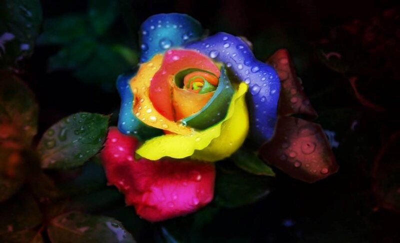 Rainbow Rose with Water Droplets — Blue, Dramatic, Night