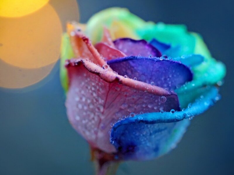 Rainbow Rose with Water Droplets — Blue, Serene