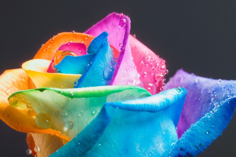 Rainbow Rose with Water Droplets — Blue