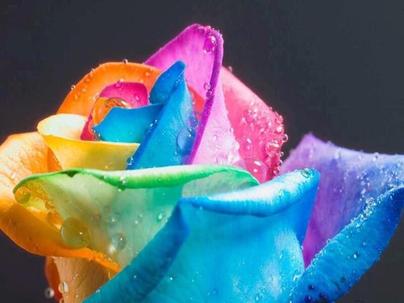 Rainbow Rose with Water Droplets — Blue, Vibrant