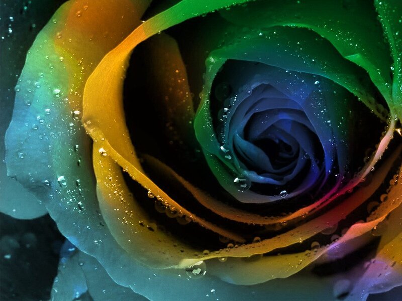 Rainbow Rose with Water Droplets — Green, Dramatic