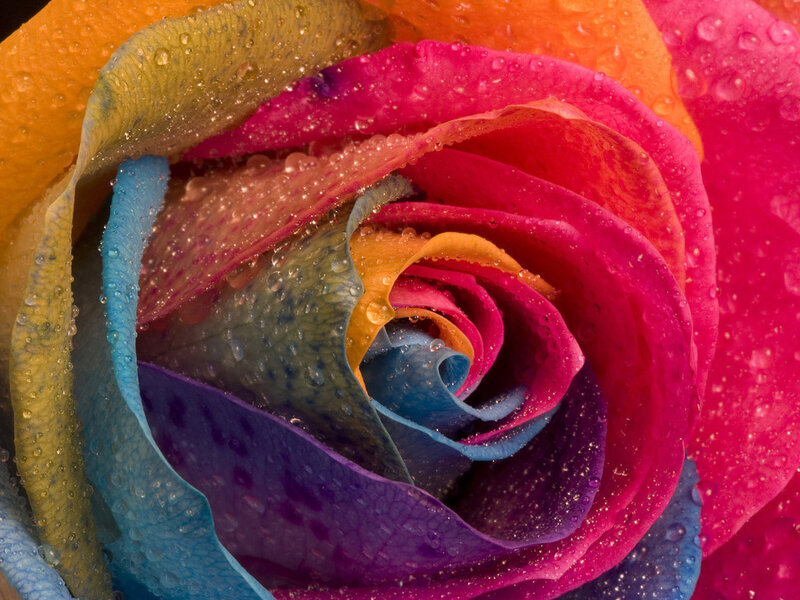 Rainbow Rose with Water Droplets — Pink
