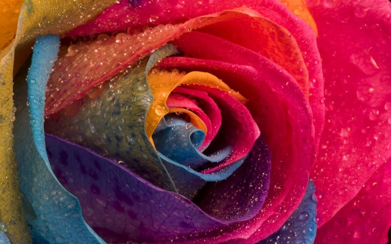 Rainbow Rose with Water Droplets — Pink, Vibrant, Photograph