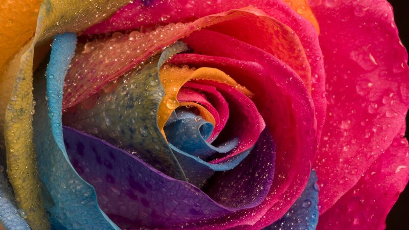 Rainbow Rose with Water Droplets — Pink, Vibrant, Photograph, Water Droplets, Petals
