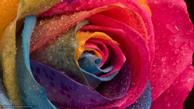 Rainbow Rose with Water Droplets — Pink, Vibrant, Photograph, Water Droplets