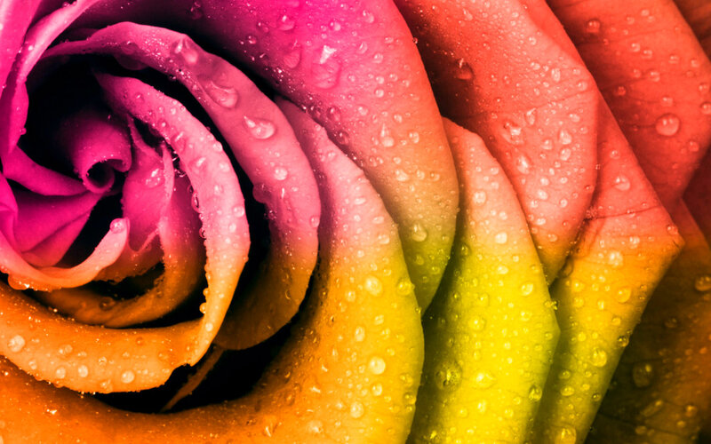 Rainbow Rose with Water Droplets — Pink, Vibrant