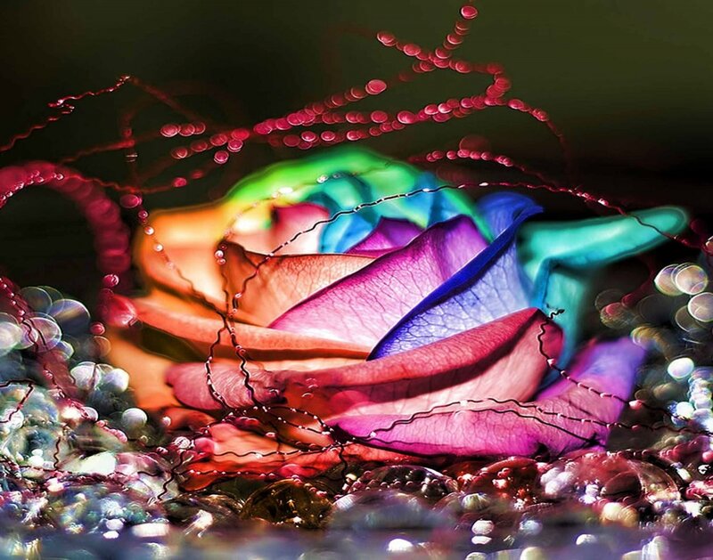 Rainbow Rose with Water Droplets — Purple