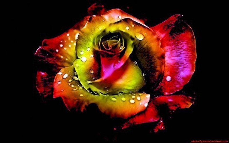 Rainbow Rose with Water Droplets — Red, Dramatic, Digital Art