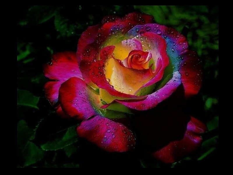 Rainbow Rose with Water Droplets — Red, Dramatic, Night