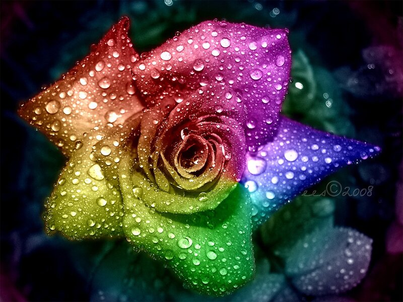 Rainbow Rose with Water Droplets — Red, Dramatic, Photograph
