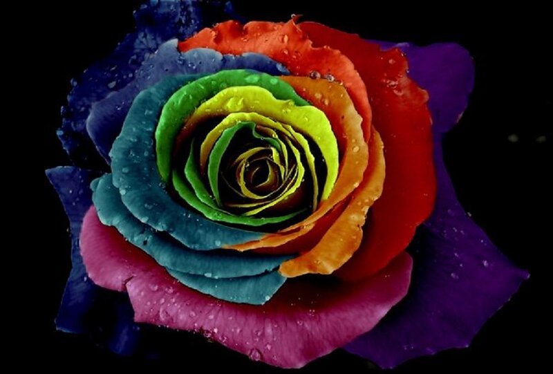 Rainbow Rose with Water Droplets — Red, Dramatic, Photograph, Water Droplets