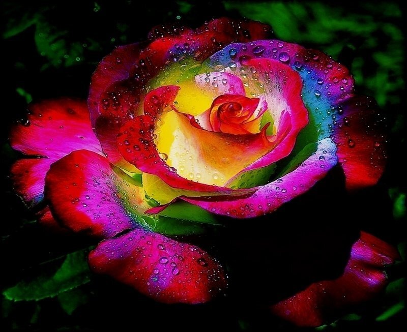 Rainbow Rose with Water Droplets — Red, Dramatic