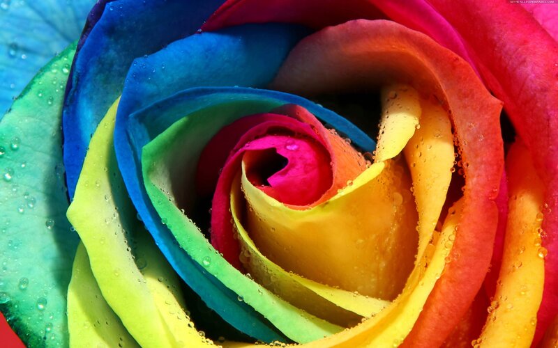 Rainbow Rose with Water Droplets — Red