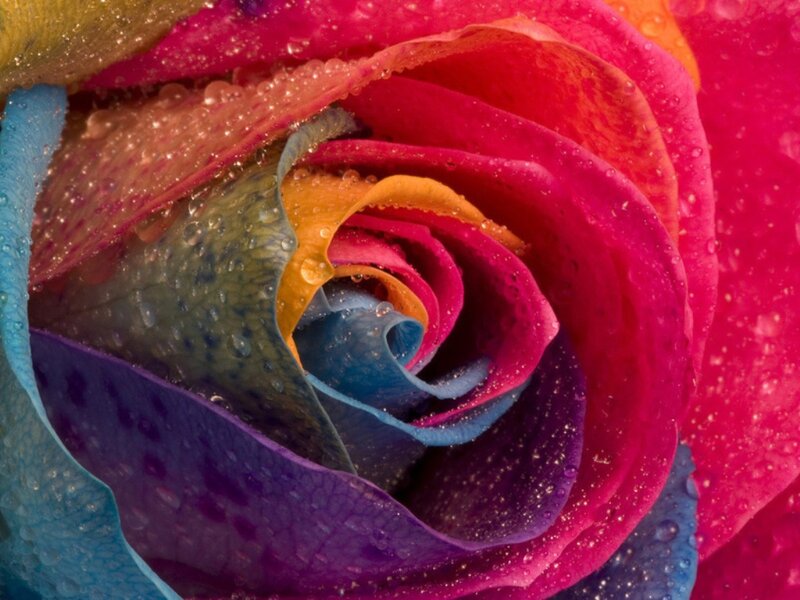 Rainbow Rose with Water Droplets — Red, Vibrant, Photograph