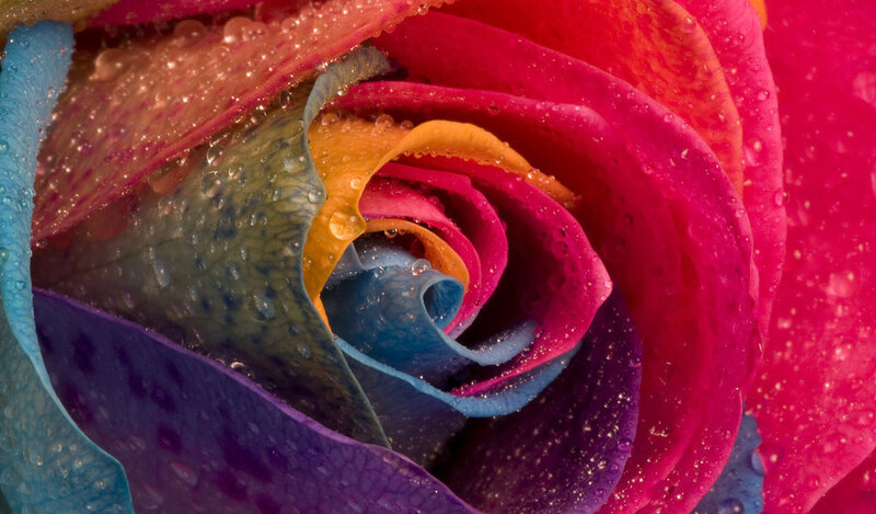 Rainbow Rose with Water Droplets — Red, Vibrant, Photograph, Water Droplets