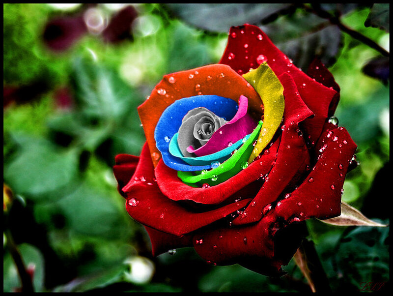Rainbow Rose with Water Droplets — Red, Vibrant