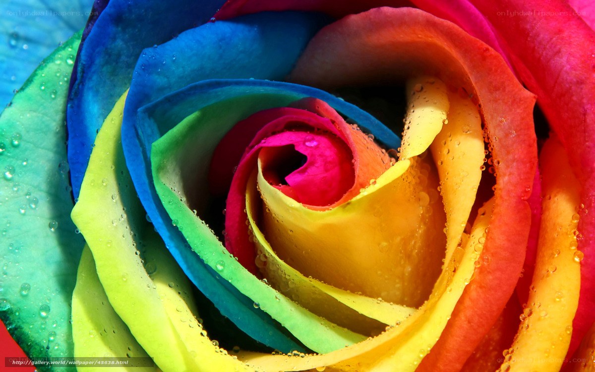 Rainbow rose with water droplets