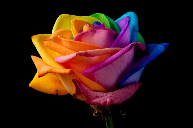 Rainbow Rose — Yellow