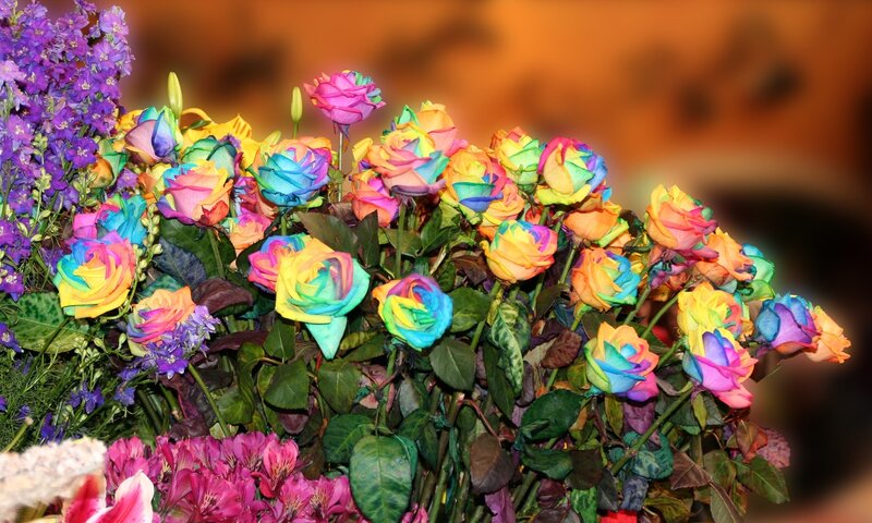 Rainbow Roses and Flowers