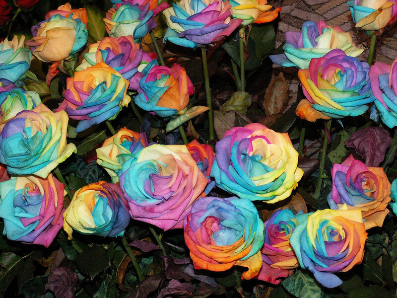 Rainbow Roses — Blue, Colorful