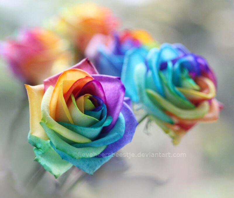 Rainbow Roses — Blue