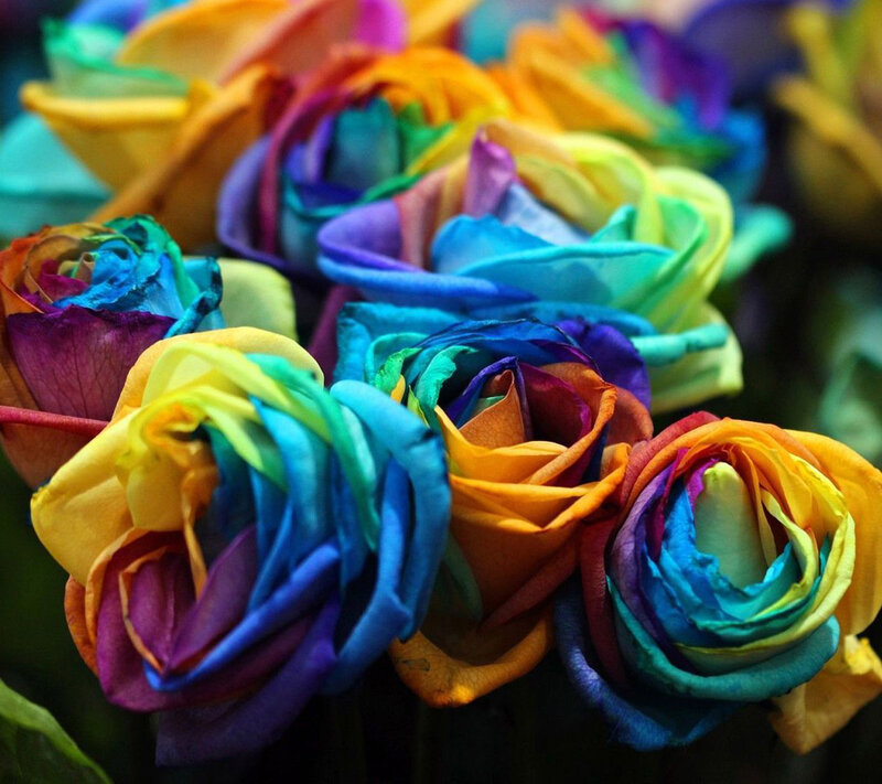 Rainbow Roses — Blue, Vibrant, Photograph