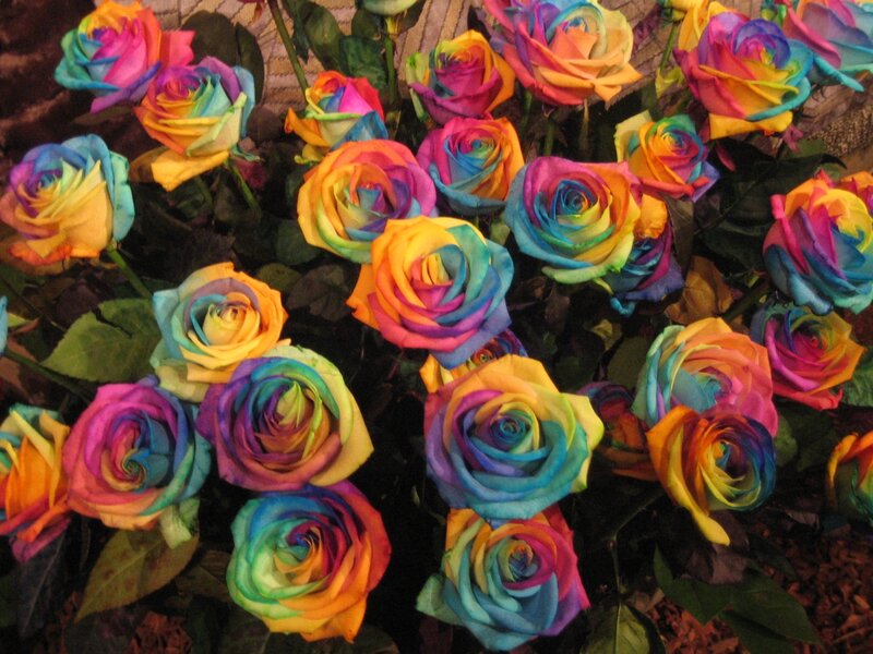 Rainbow Roses — Colorful, Photograph