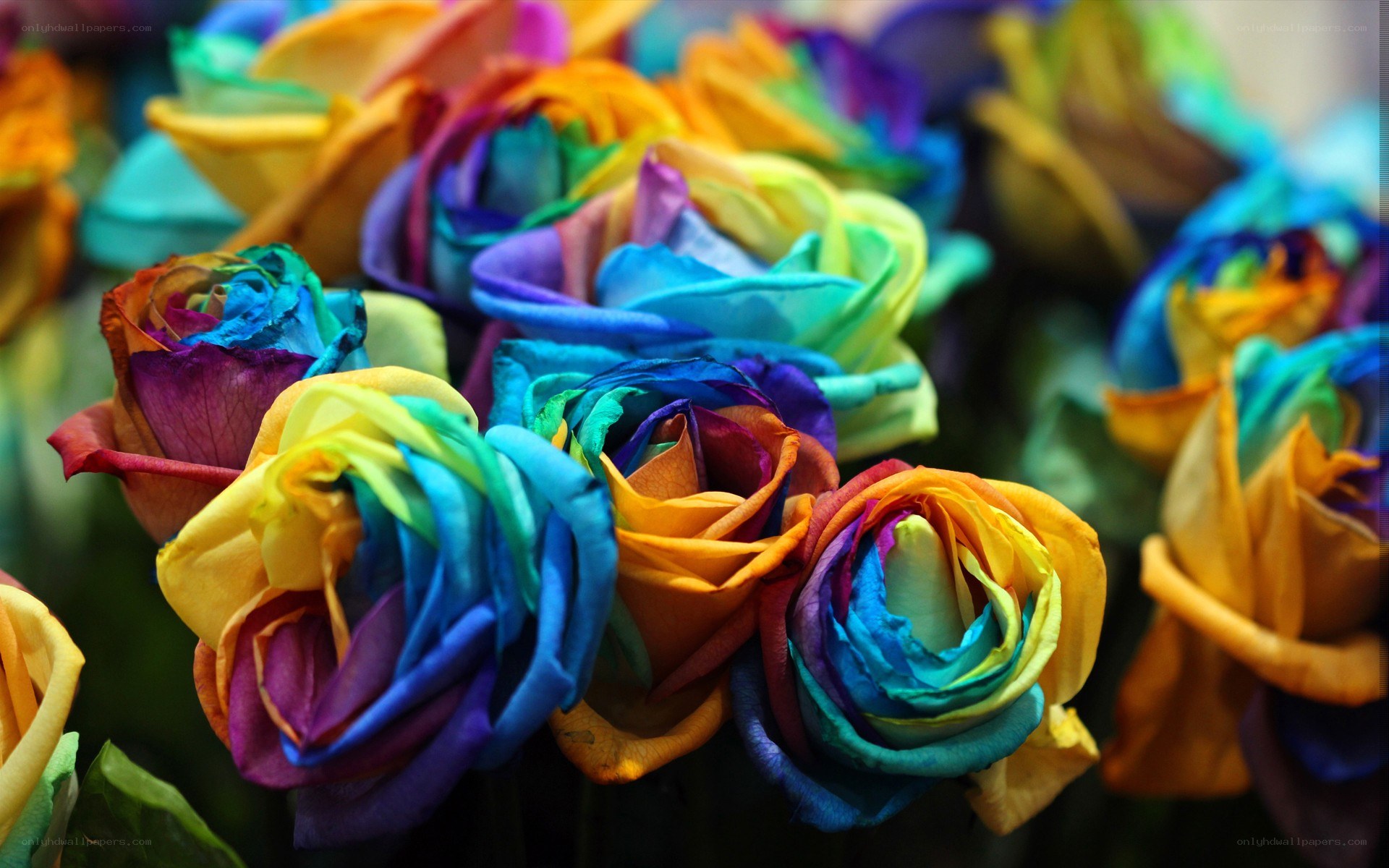 Rainbow roses in a bouquet