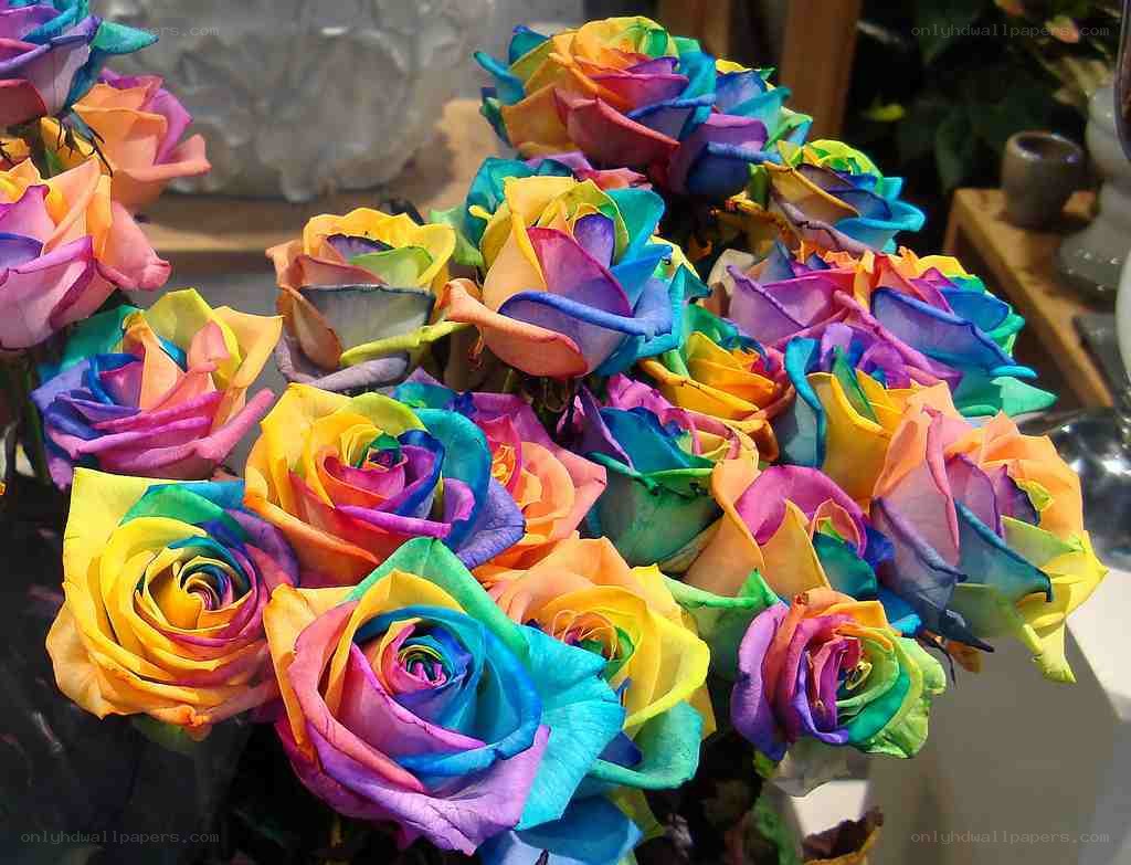 Rainbow roses in a bouquet