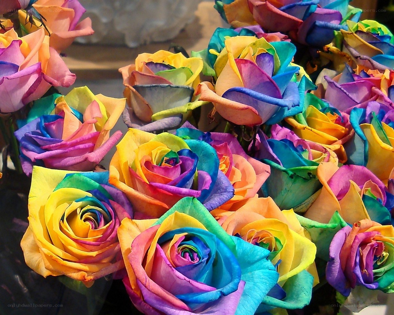 Rainbow roses in a bouquet