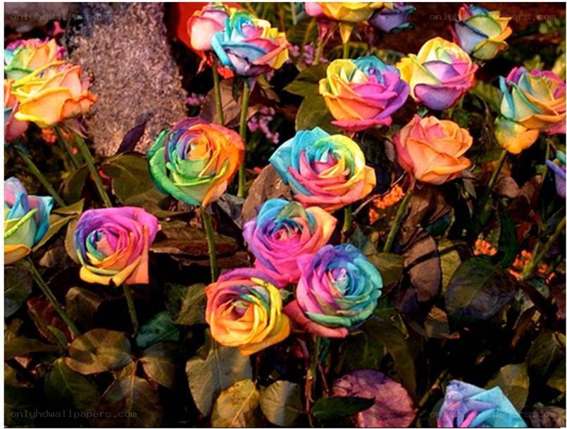 Rainbow roses in a garden