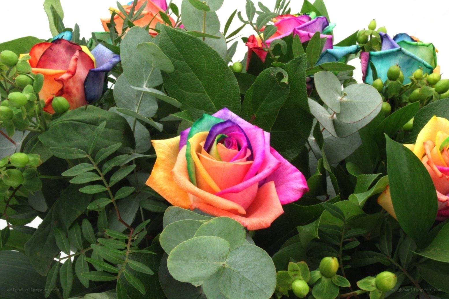 Rainbow roses in bouquet