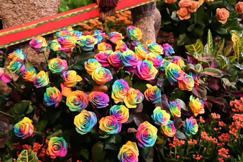 Rainbow Roses in Garden