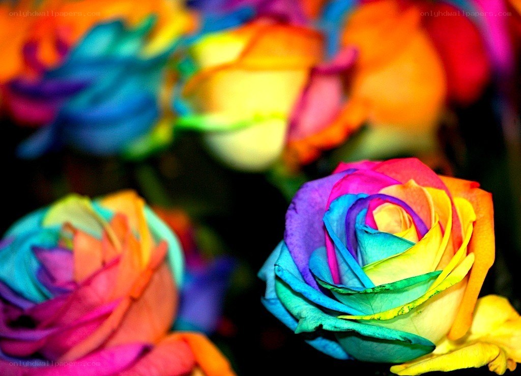 Rainbow roses in vibrant colors