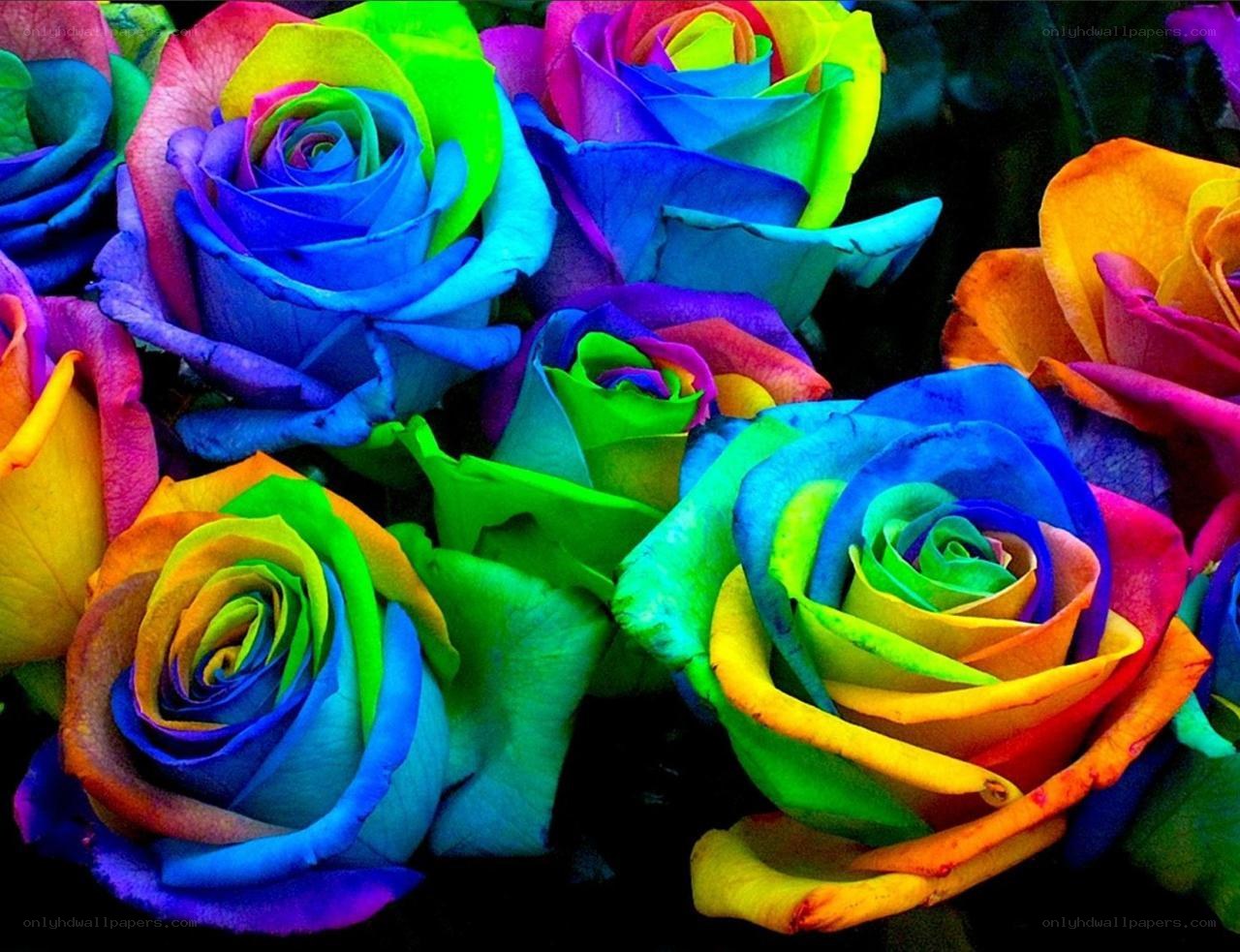 Rainbow roses in vibrant colors
