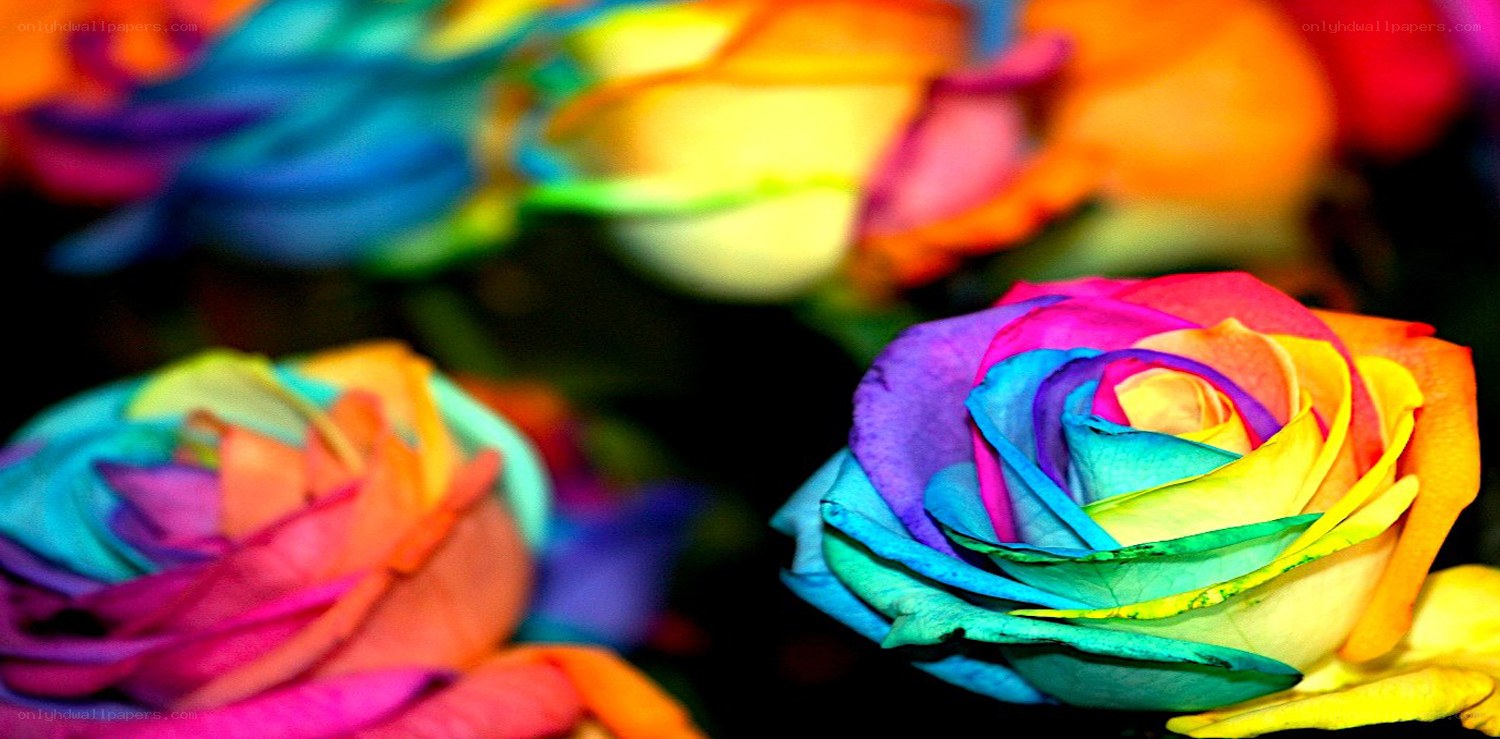 Rainbow roses in vibrant colors