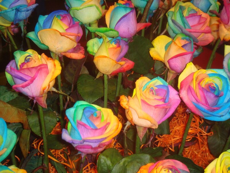 Rainbow Roses — Multicolor