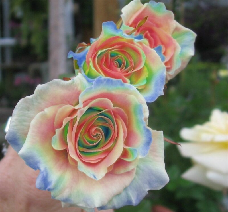 Rainbow Roses — Pink, Serene