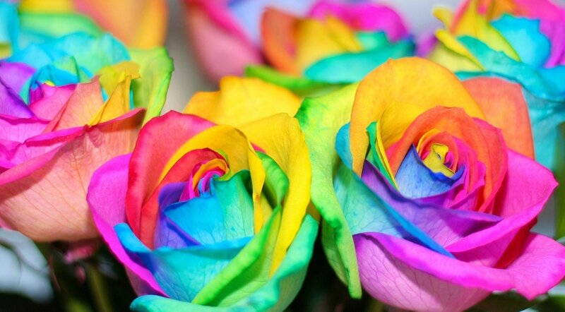 Rainbow Roses — Pink