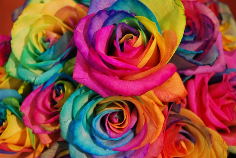 Rainbow Roses — Pink, Vibrant