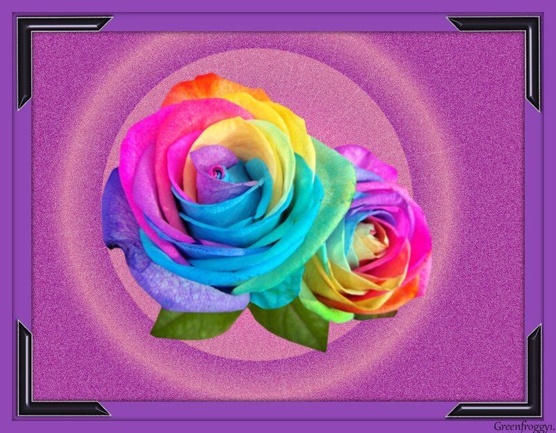 Rainbow Roses — Purple