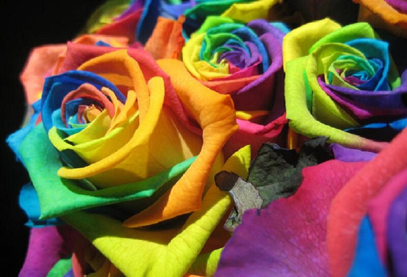 Rainbow Roses — Red