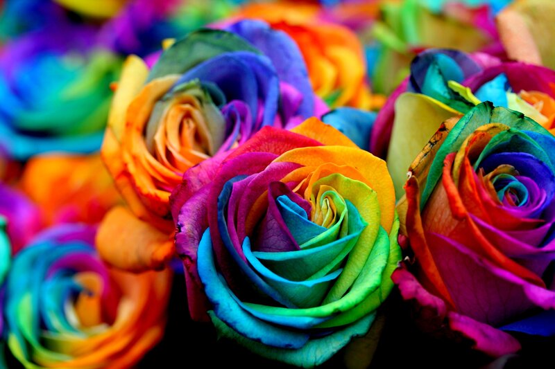 Rainbow Roses — Red, Vibrant, Photograph